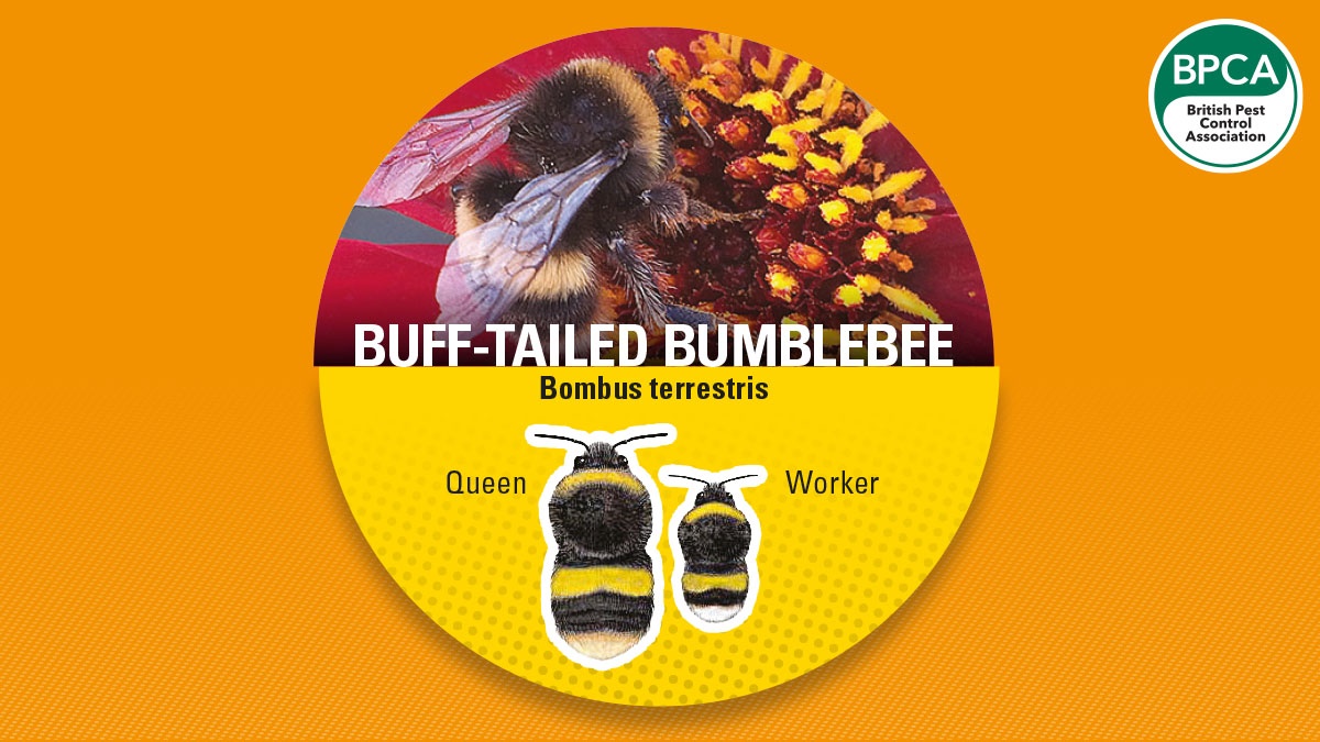 Bumblebee buff tail Bumblebee buff tail
